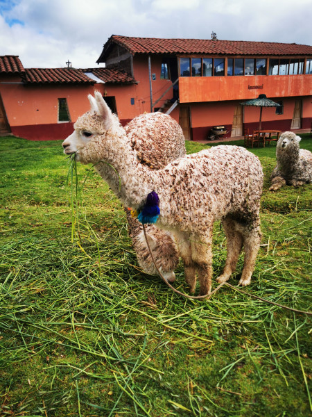 cusco_lama.jpg