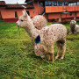 cusco_lama.jpg